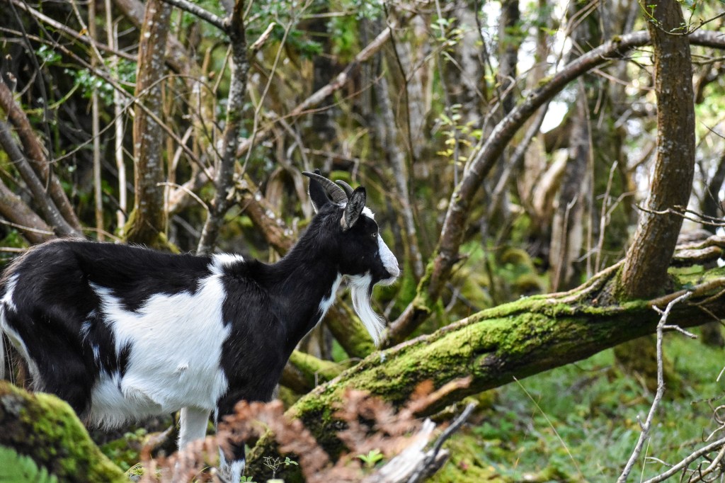 Ireland, 4 must try Irish road trips, Ring of Kerry