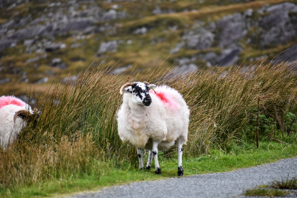 Ireland, 4 must try Irish road trips