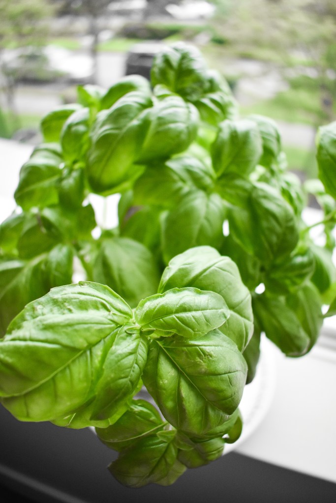 How to grow basil indoors