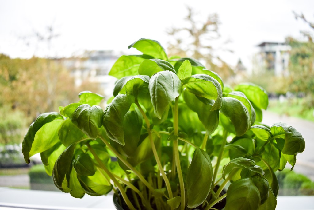 How to grow basil indoors