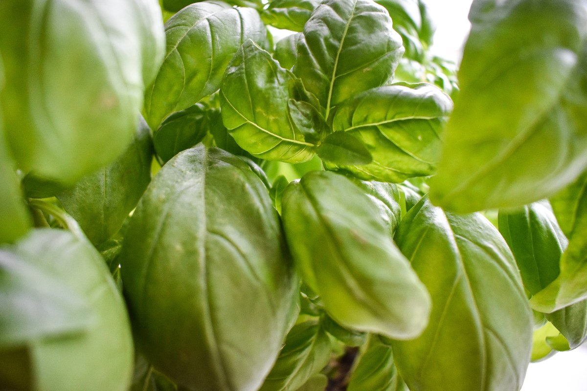 How to Grow Basil&nbsp;Indoors